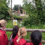 girls gazing out at giraffes