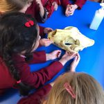 girls touching an animal skeleton