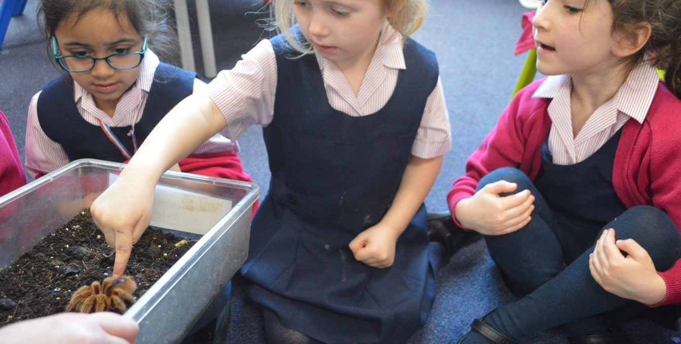 girl touching a big hairy spider