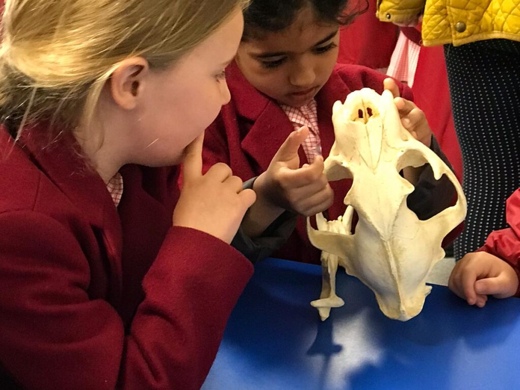 an animal skeleton