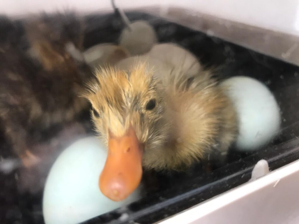 duckling