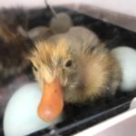 duckling