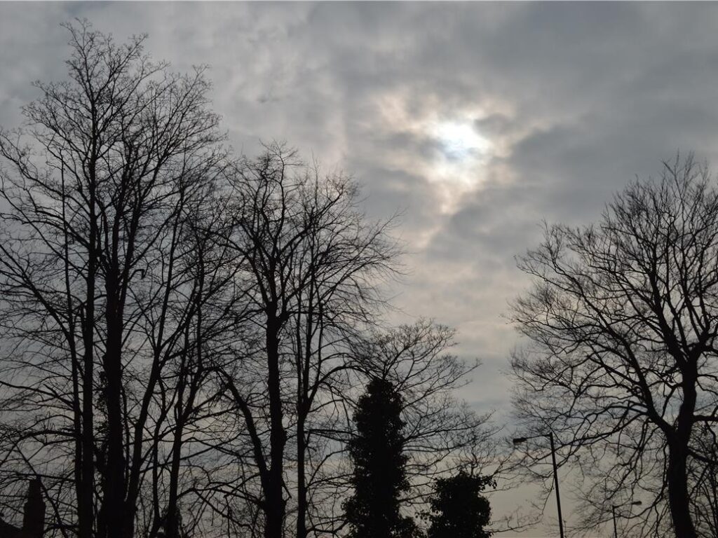 trees