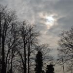 trees